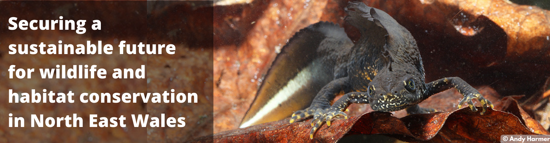 Great crested newt - copyright Andy Harmer