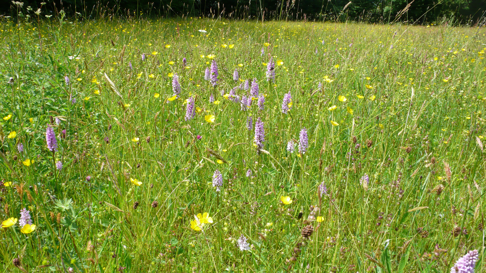 Meadow with orchids - Copyright Sarah Carver