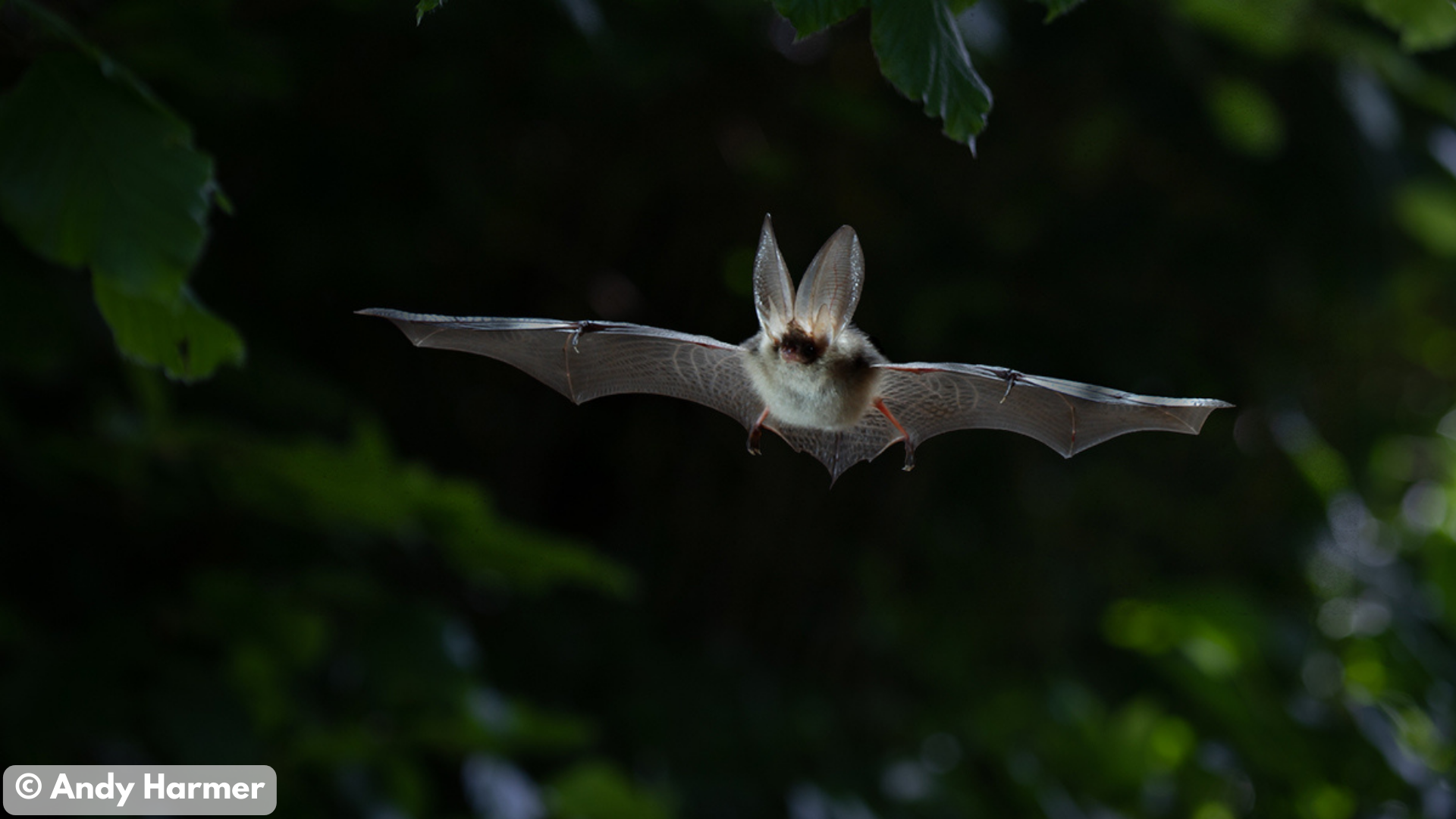 Long-eared bat - Plecotus auritus